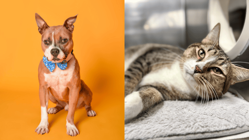 Franz Ferdinand and Maxie Search for Forever Homes in Broward County – Coral Springs Talk