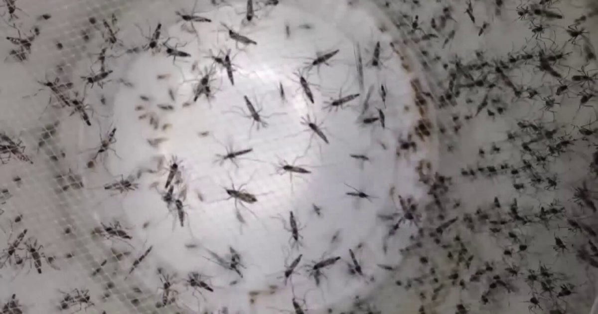 Dengue fever: Locally acquired cases surge to 65 across Bay Area