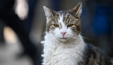 Feral Fury: The Hialeah "Publi-Cats" Takeover | NewsRadio WIOD