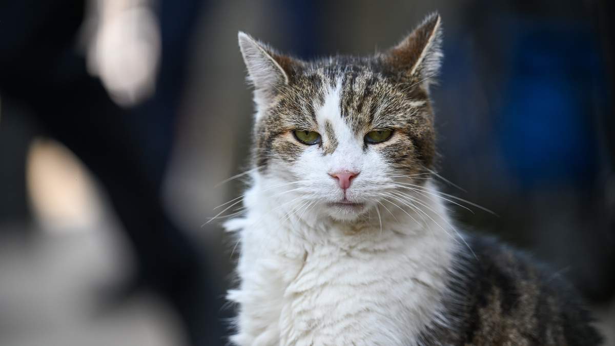Feral Fury: The Hialeah "Publi-Cats" Takeover