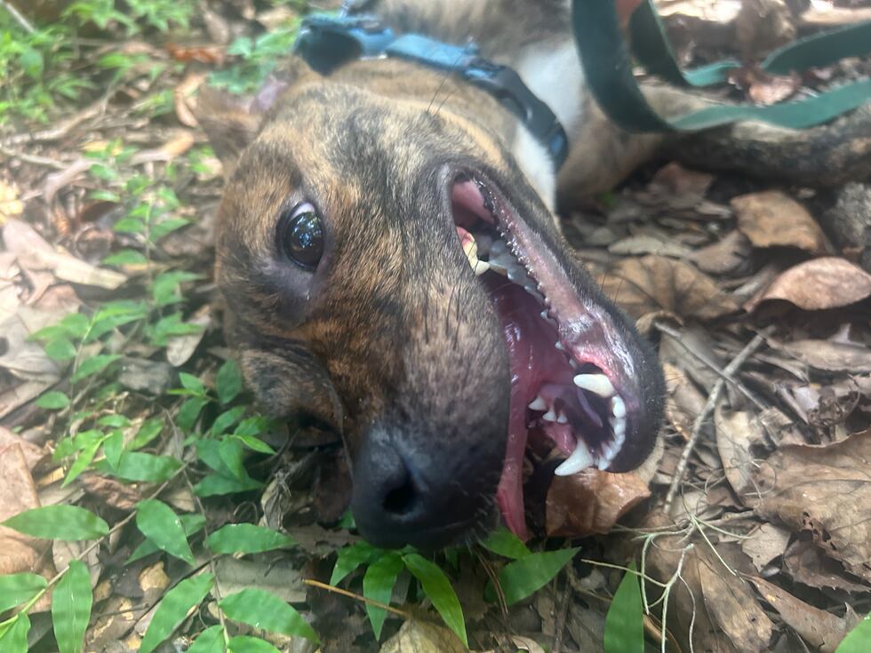 Happy likes to keep it moving,  but she’s known to make sudden stops for belly rubs!
