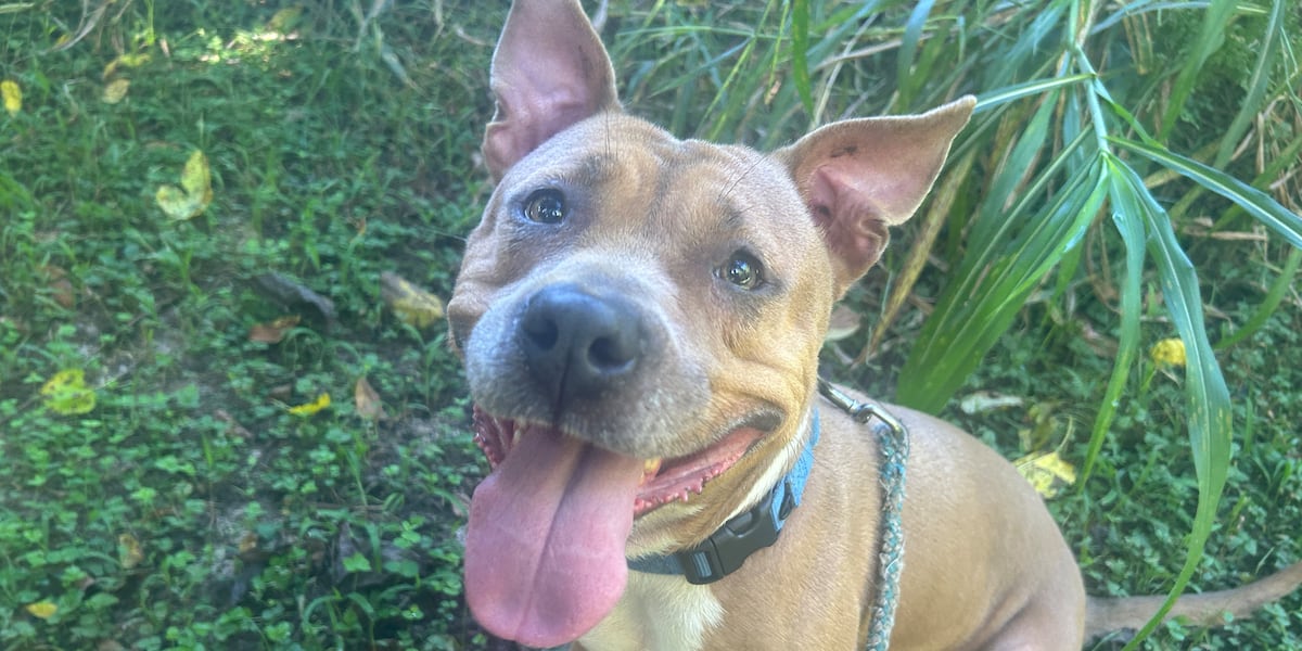 Furry Friday: Sweet, sassy, spunky pups ready to put a smile on your face!