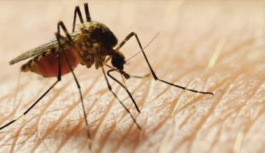 Orange County property tax reform could impact mosquito control