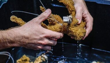 State funding halt puts reef restoration work at risk