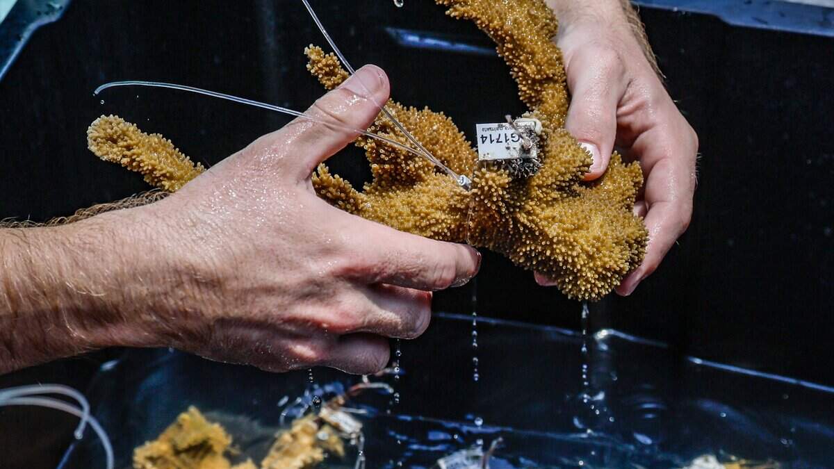 State funding halt puts reef restoration work at risk