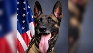 Cocoa Police Department announces death of beloved K9
