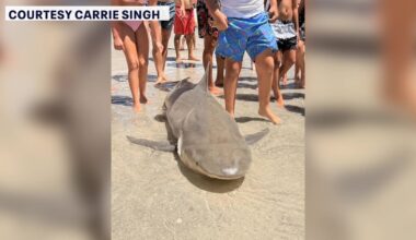 FWC announces no violations after sharks found cut up on Redington Beach