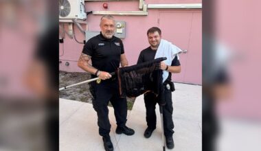 Kitten rescued after surviving 55-foot fall from I-275 overpass in St. Pete: FHP