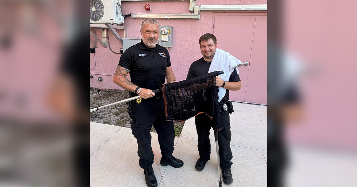 Kitten rescued after surviving 55-foot fall from I-275 overpass in St. Pete: FHP