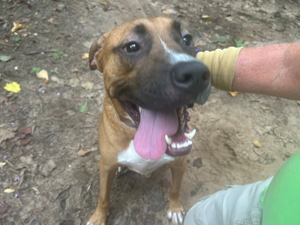Dylan is friendly and fun and he's looking for a friendly and fun fur-ever family!
