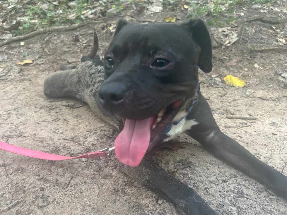 Dyce flattens out like a pancake and likes lounging by your side!