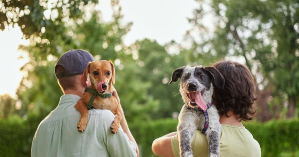 ACPS seeks dog fosters for 30-day heartworm recovery