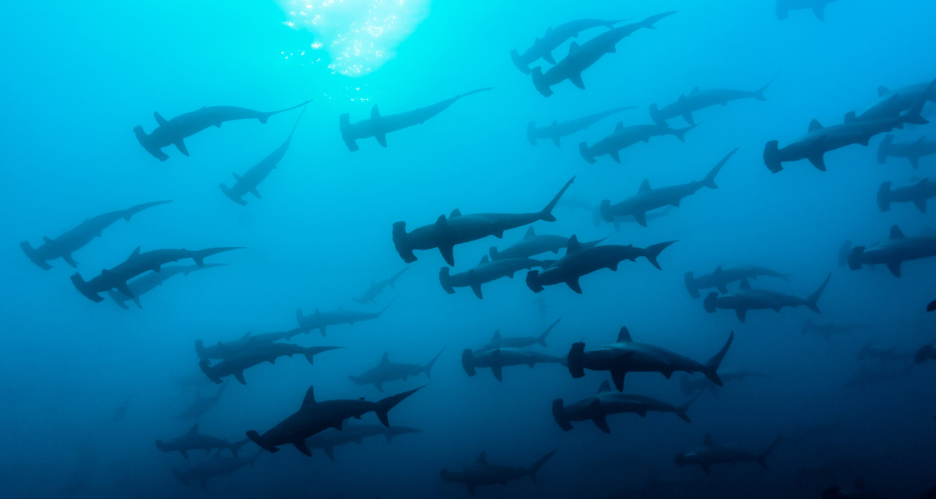 hammerhead sharks