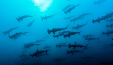hammerhead sharks