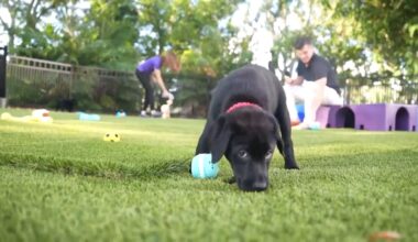 Dogs Inc. instructor urges pet hurricane plans before storms