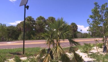 Sanibel city council continues to debate flock us on the island | News