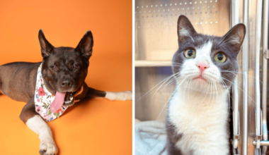 Milo and Alexis Seek Loving Homes Through Broward County Animal Care – Coral Springs Talk