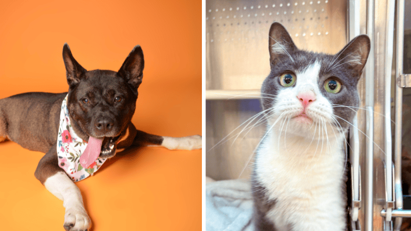 Milo and Alexis Seek Loving Homes Through Broward County Animal Care – Coral Springs Talk