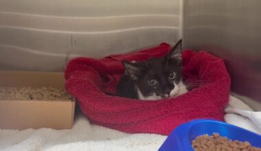 Kitten named Bungee recovering after nearly 55-foot fall from St. Petersburg overpass