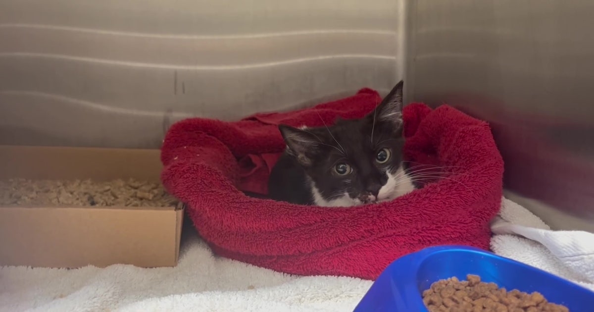 Kitten named Bungee recovering after nearly 55-foot fall from St. Petersburg overpass