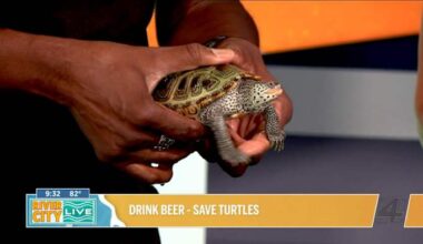 Drink beer, save turtles