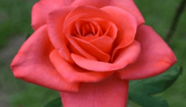 Monticello to host Tallahassee Area Rose Society Show – ECB Publishing, Inc.
