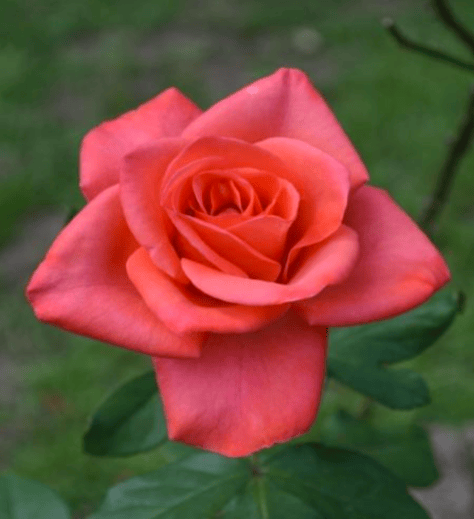 Monticello to host Tallahassee Area Rose Society Show – ECB Publishing, Inc.