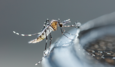 The mosquito species causing dengue
