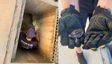 Sea turtle hatchlings saved after wandering down Florida storm drain