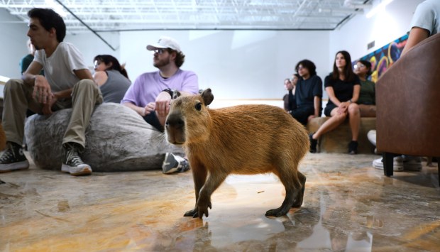 One of several capybaras roams the Capybara Cafe in Fort Lauderdale as employees are trained on Tuesday, Sept. 15, 2026. (Carline Jean/South Florida Sun Sentinel)