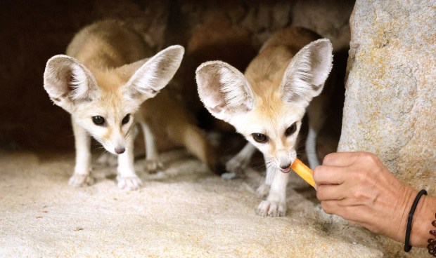 Fennec foxes are seen at the new Capybara Cafe in Fort Lauderdale on Tuesday, Sept. 15, 2026. (Carline Jean/South Florida Sun Sentinel)