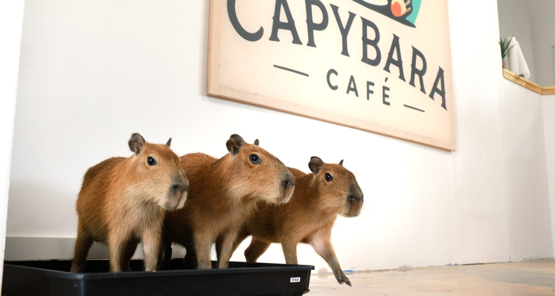 New Capybara Café opening in Fort Lauderdale