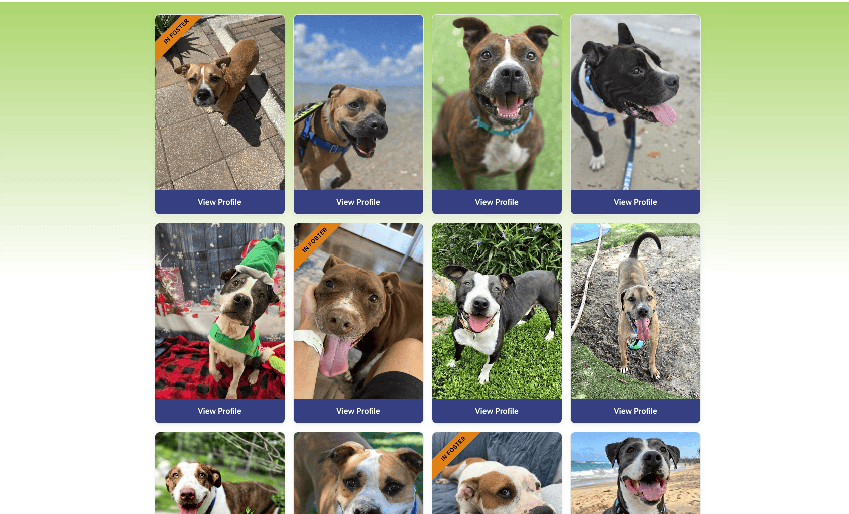 Hillsborough County Makes Pet Adoption Search More Engaging
