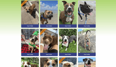Hillsborough County Makes Pet Adoption Search More Engaging