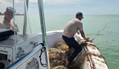 Illegal gill net stuffed with wildlife removed from Sanibel waters