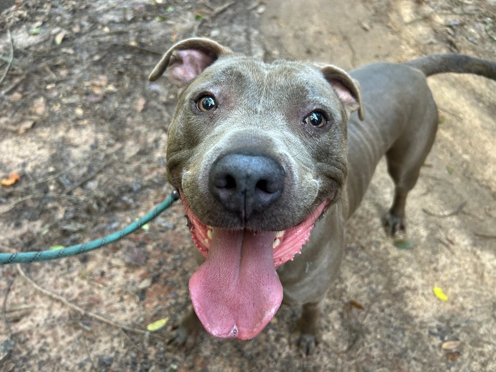 Jerome is fun and friendly and has a smile as big as Texas!