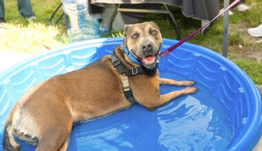Broward Animal Care Waives Dog and Cat Adoption Fees Through Sept. 30 – Coral Springs Talk