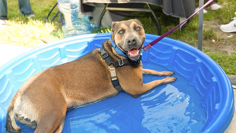 Broward Animal Care Waives Dog and Cat Adoption Fees Through Sept. 30 – Coral Springs Talk