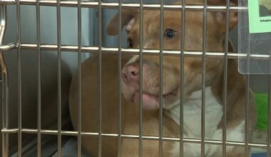 Empty the Shelters returns with $25 dog adoption fees in Jax