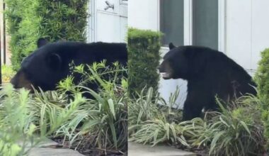 Orlando police remove intruder from apartment complex -- a bear
