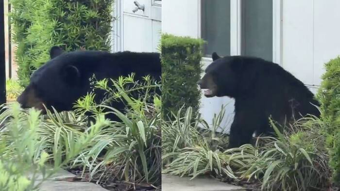 Orlando police remove intruder from apartment complex -- a bear