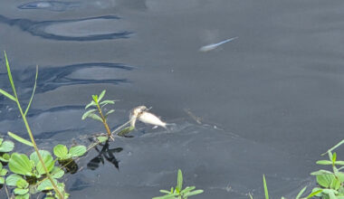 Massive fish kill reported in Florida canal; 'thousands' of fish dead