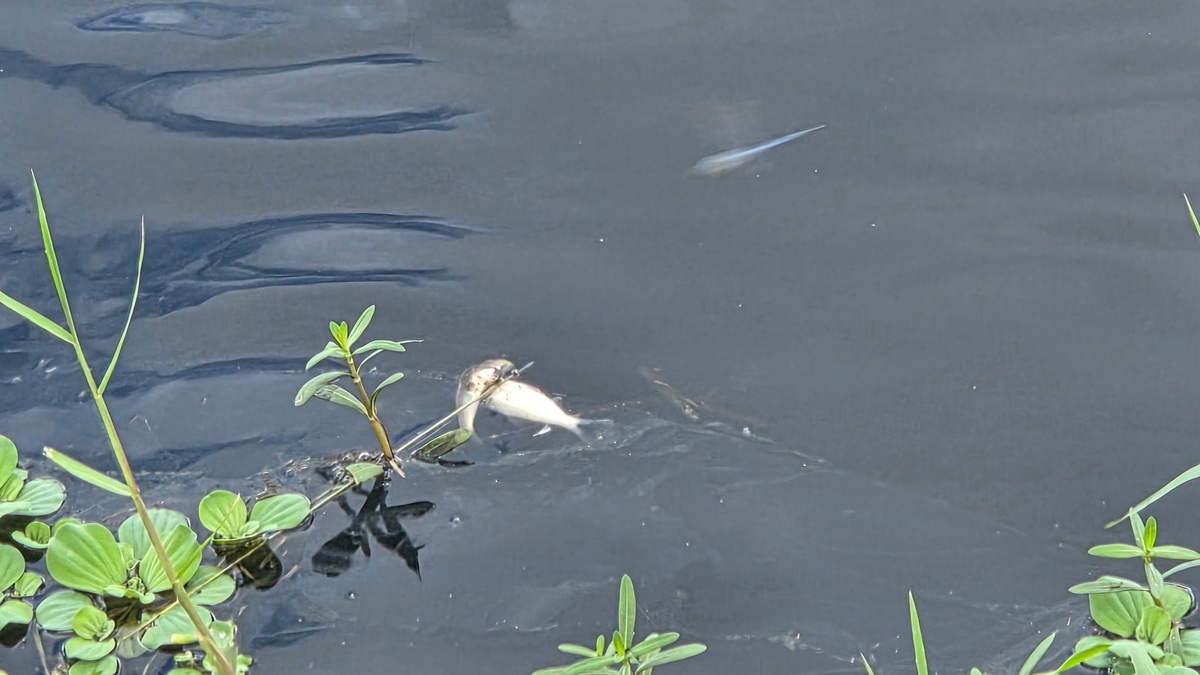 Massive fish kill reported in Florida canal; 'thousands' of fish dead