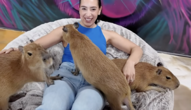 You can pet capybaras at this new Fort Lauderdale café