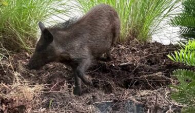Wild hog sightings have Lake Nona neighbors on edge