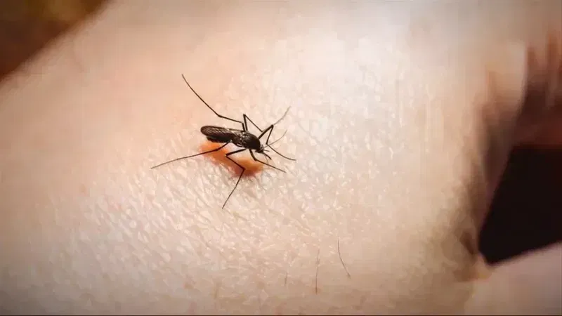 One St. Lucie County ballot issue is a binding referendum on expanding the St. Lucie County Mosquito Control District by about 95,000 acres. (WPEC)