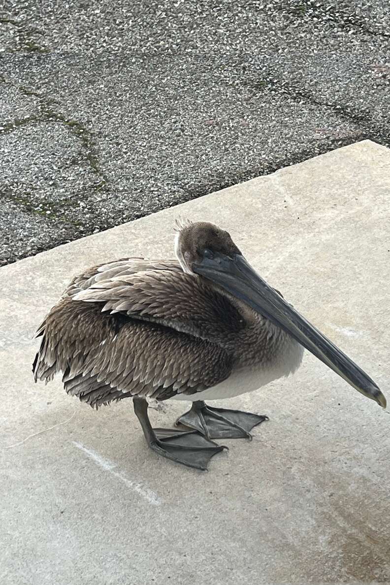 pelican