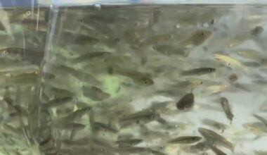 Clearwater releases thousands of mosquitofish to help fight dengue fever