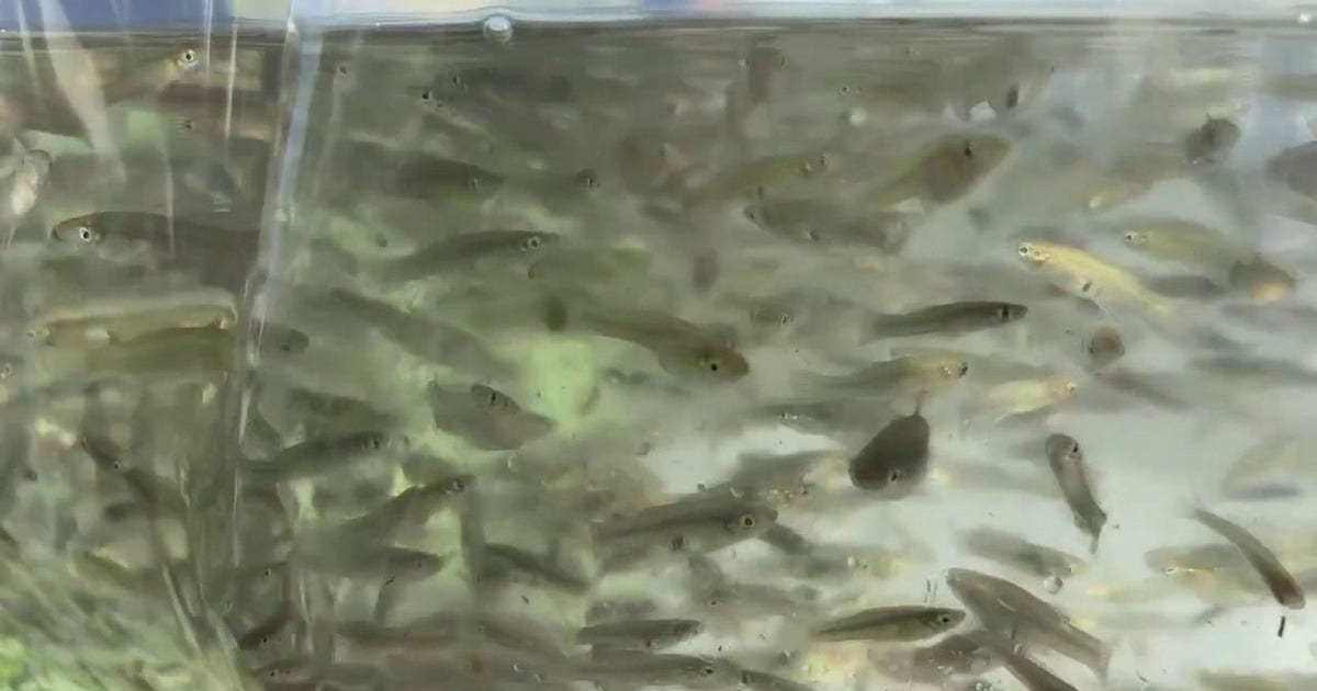 Clearwater releases thousands of mosquitofish to help fight dengue fever