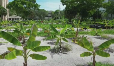 Fort Lauderdale banana farm on $33 million lot seeks agricultural tax break, but Broward County rejects it